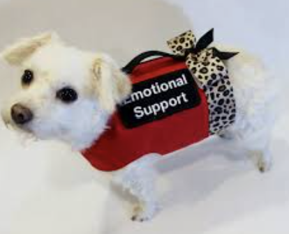 emotional support animal